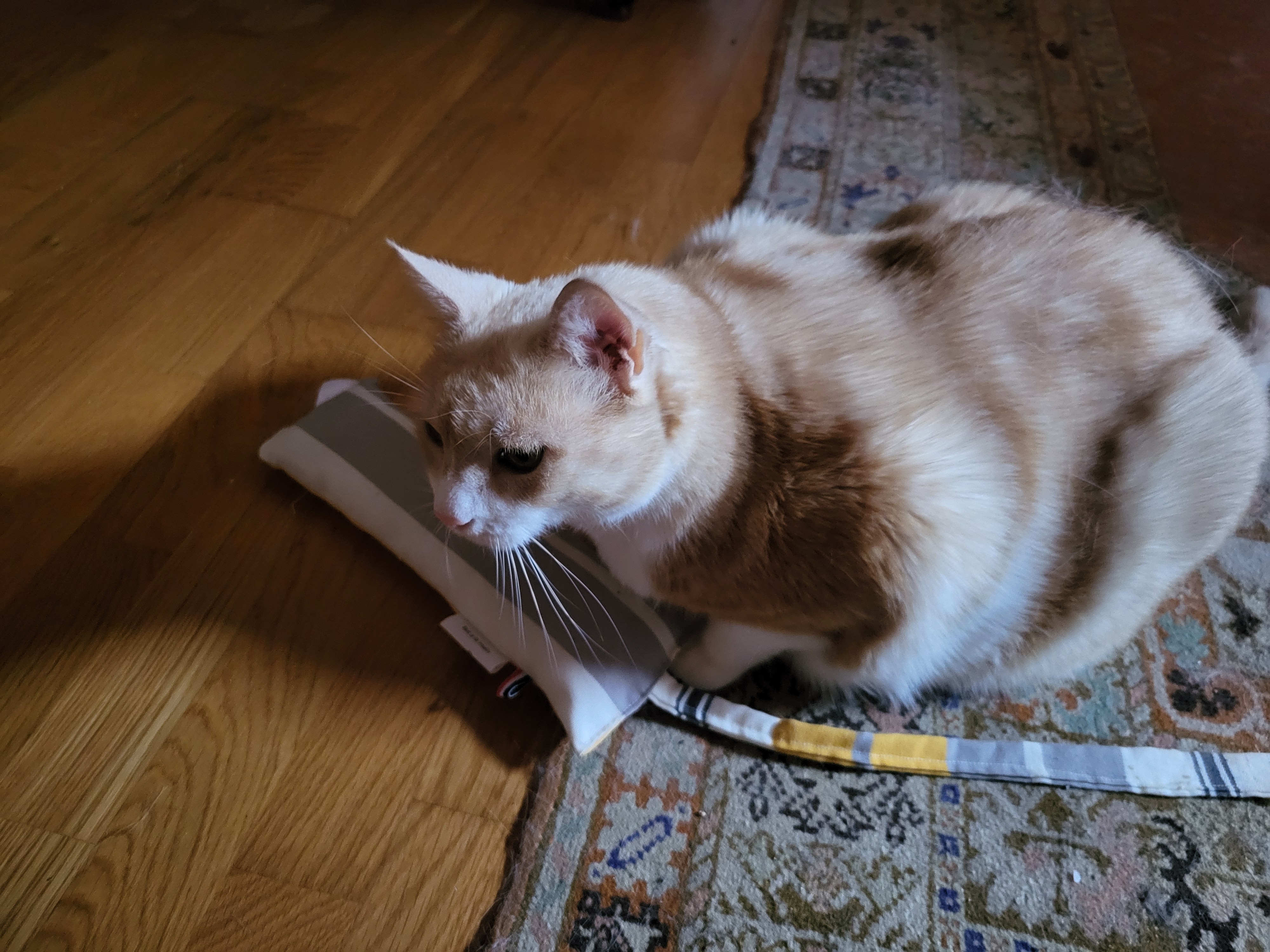 68b41bbddcc8b jouet pour chat